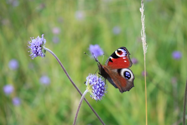 Of Butterflies and Blacksmiths